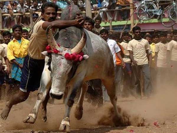 ஜல்லிக்கட்டு :