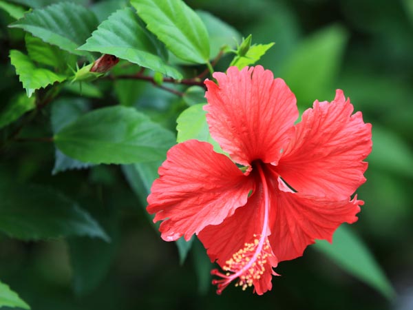 6. செம்பருத்தி எண்ணெய்