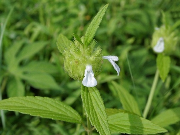 தும்பை இலைகள்