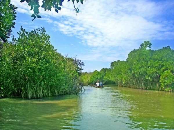 சதுப்பு நிலக்காடுகள் எனும் அலையாத்திக் காடுகள்.