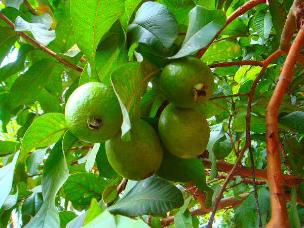 கொய்யா இலைகள்