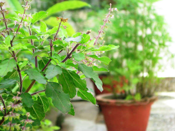 முகப் பொலிவை அதிகரிக்கும் துளசி மற்றும் புதினா