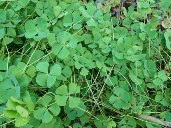 ஆரைக்கீரை: