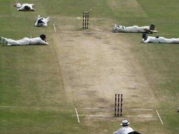 தேனீக்கள்!