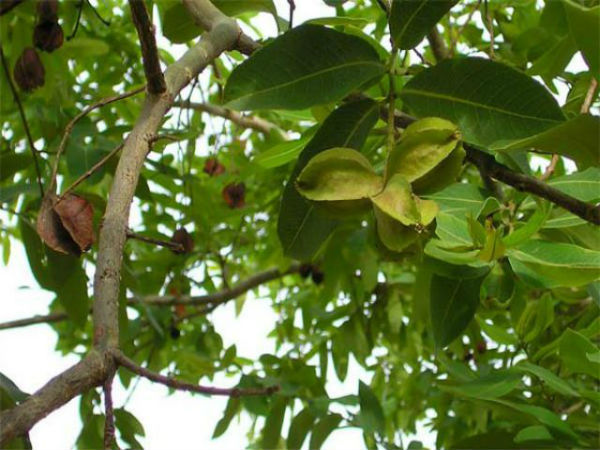 மருதமரம்