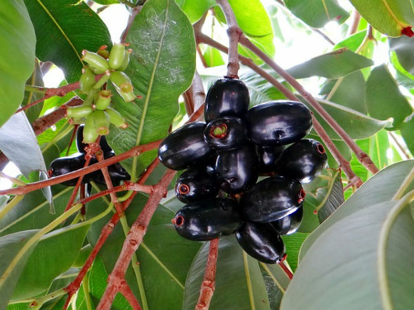 நாவல் மரம்