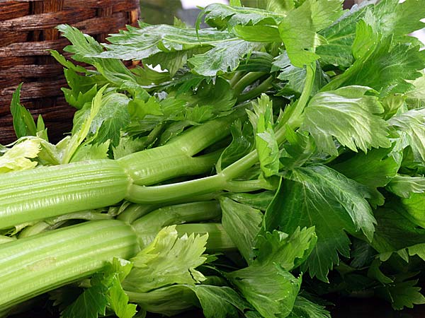 செலரி