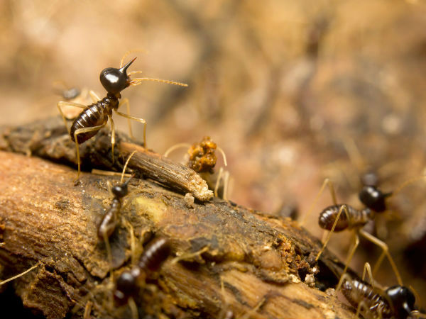 எறும்பு புற்றுகள்