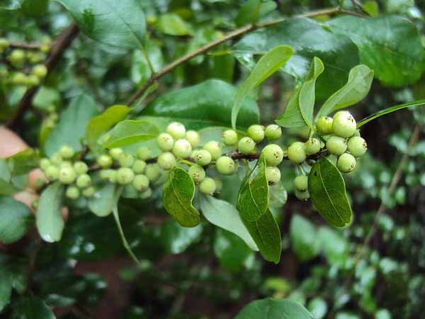 கமிபோரா வைட்டீ (Commiphora wightii)
