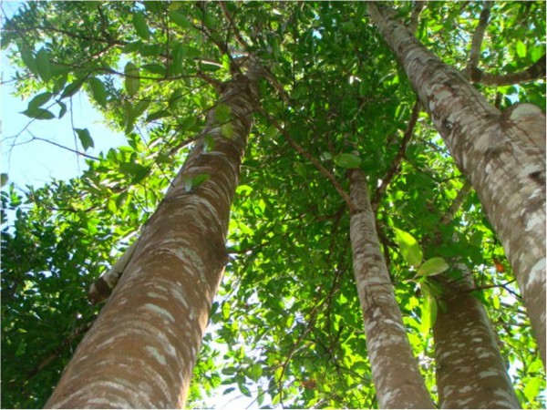 போஸ்வில்லியா ரெசின் எனும் வாசனைக் குங்கிலியம்.
