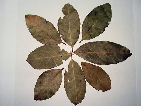 பிரிஞ்சி இலை