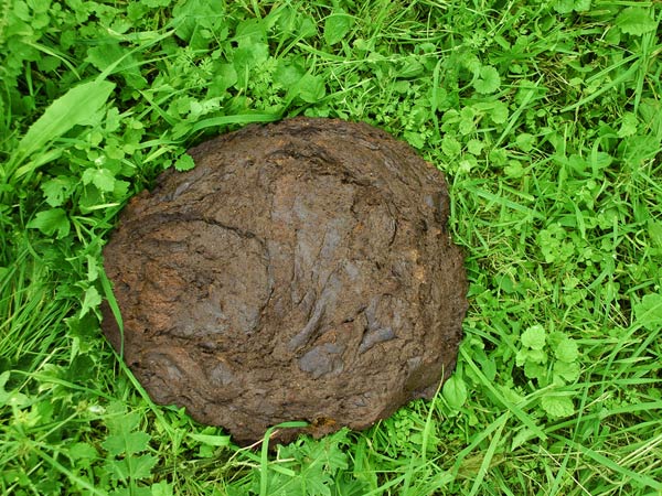 மாட்டு சாணம்