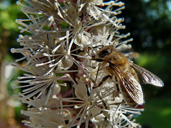 1 பிளாக் கோஹெஸ் (Black Cohosh)