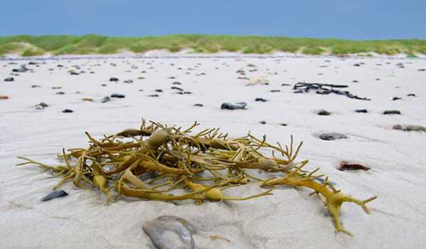 # பிளாடர் வாக் (BLADDER WRACK)