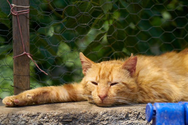 2. Feline Lower Urinary Tract Diseases (FLUTD)