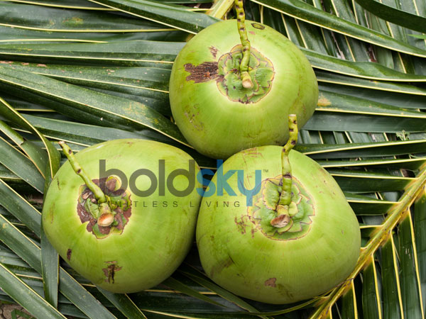 தேங்காயின் நன்மைகள்