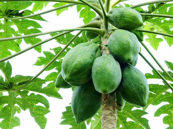 மரங்கள் இருக்க வேண்டிய இடங்கள்