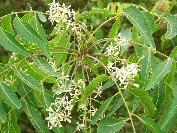 வேப்ப மரம்