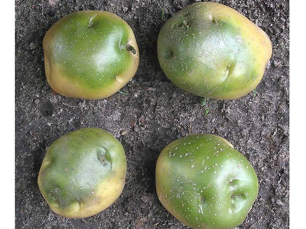 அழுகிய கிழங்கு