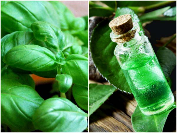 தேயிலை மர எண்ணெய்