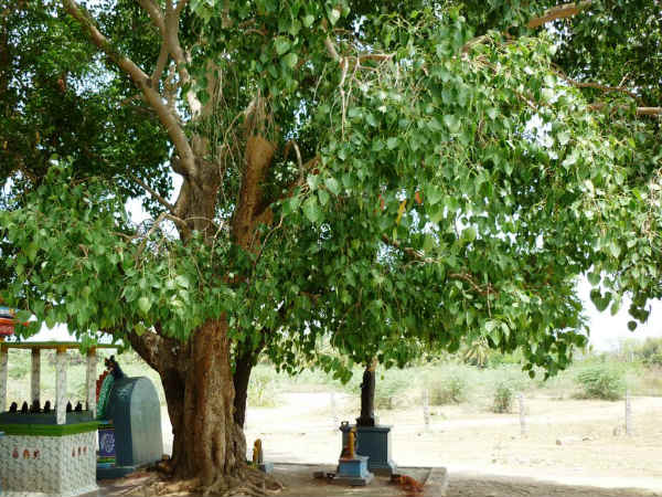 அரசமரத்தை வணங்குதல்