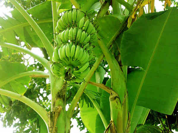 வாழை மரம்