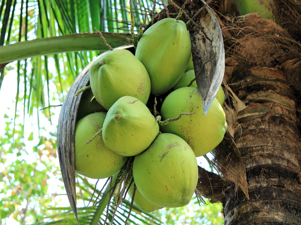 தென்னை மரம்