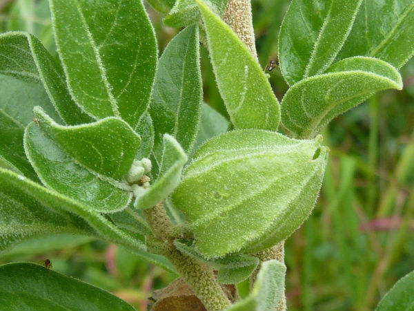2. தண்ணீர்விட்டான் கிழங்கு