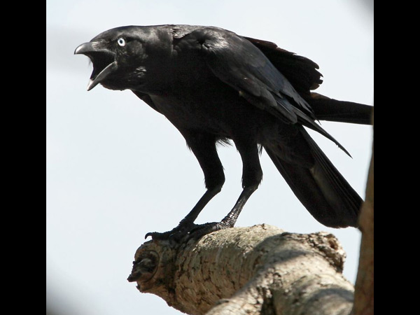 காய்ந்த புல்லை கொண்டு வருதல்