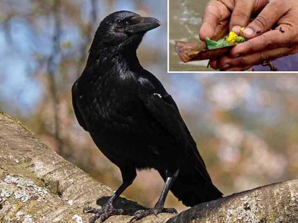 பன்றியின் பின்னால் உட்காருதல்
