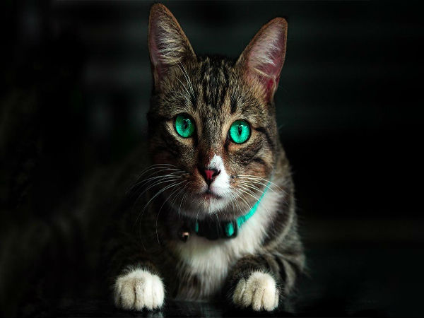 பூனை