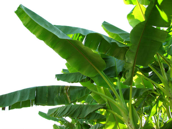 வாழை இலையின் பயன்கள்