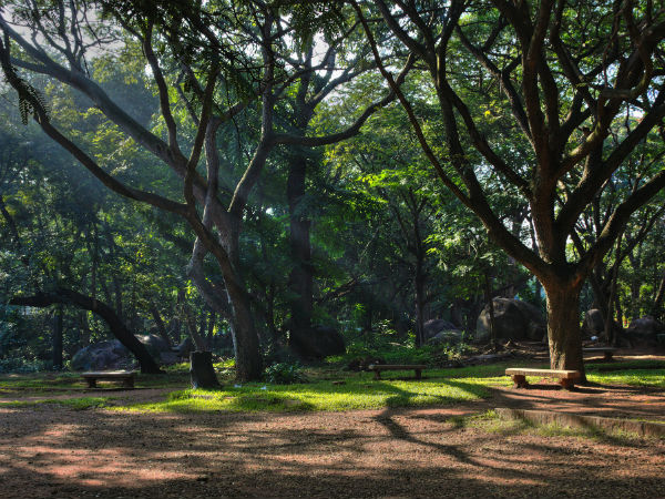 விருக்சாசனம்