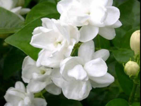 வாகன் சுகா' (ஆடம்பரங்கள் மற்றும் வாகனங்கள்):