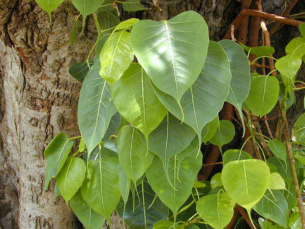 பாவச்செயல் 2