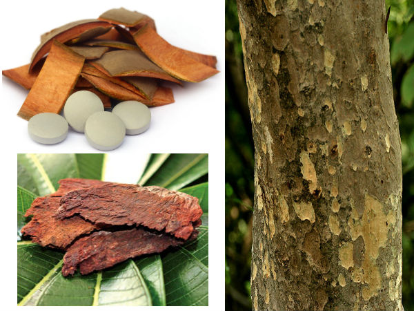 மருத மரம்