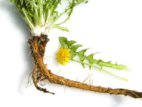 சீமைக் காட்டு முள்ளங்கி (DANDELION)