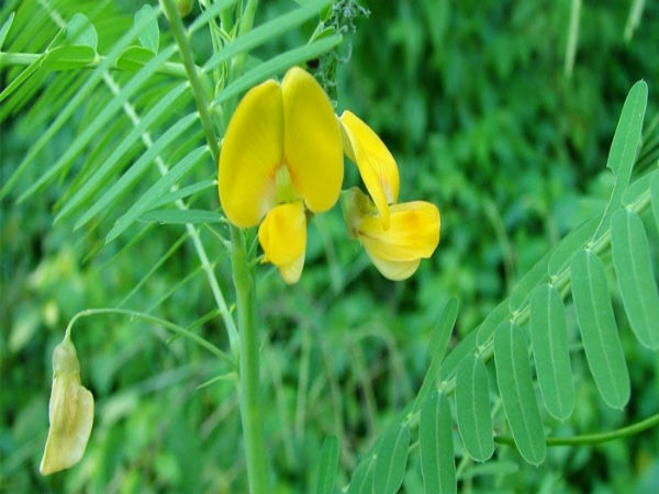 சித்தகத்திப் பூ