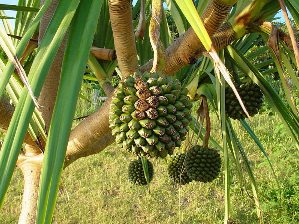 தாழம்பூ