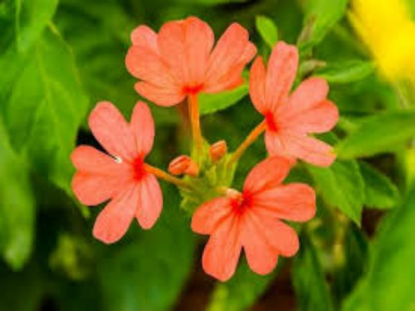 கனகாம்பரம்