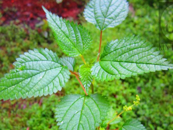 குப்பைமேனி