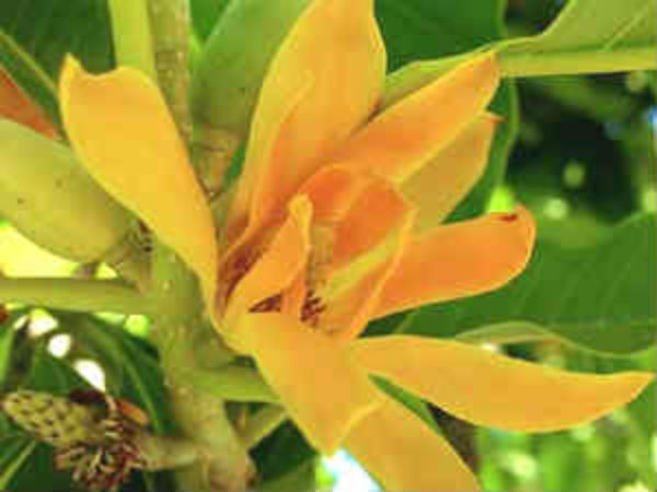 செண்பகப்பூ