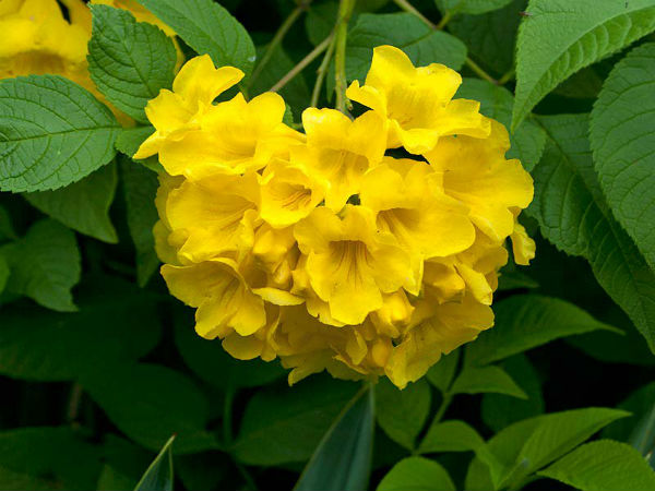 பாதிரிப்பூ
