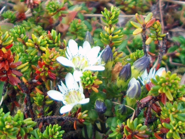 மஞ்சள் ஜென்டியன்: (Yellow Gentian)
