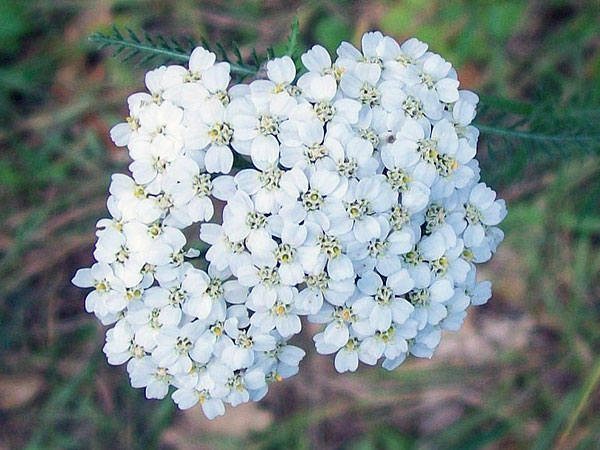 யாரோ : (Yarrow)