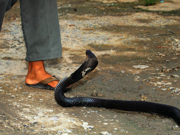 விஷ முறிவு தன்மை