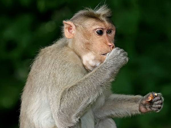 குரங்கு