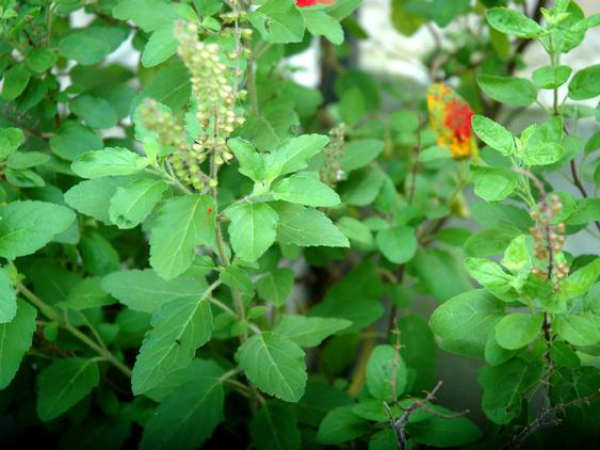 துளிசியால் அர்ச்சிக்க வேண்டாம்