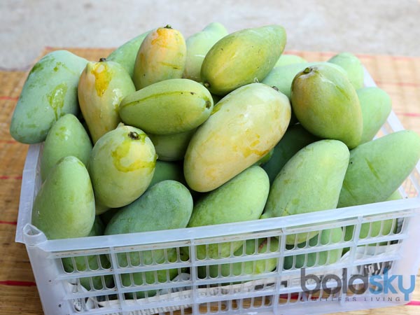 மாங்காய்