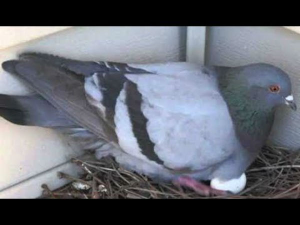 birds and animals that bring bad luck